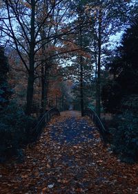 Footpath in forest