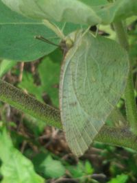 leaf