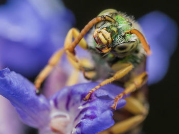 Close-up of bee on flower