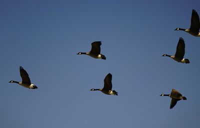 Low angle view of geese flying against clear sky