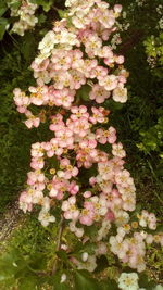 High angle view of pink flowering plant leaves in park