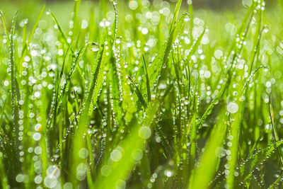 Close-up of wet grass during rainy season