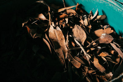 Close-up of dry autumn leaves