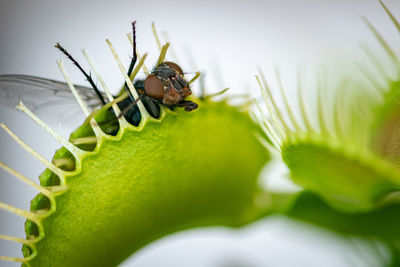 A close up photograph of a common green bottle fly insect caught inside a carnivorous venus fly trap