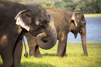 Elephants standing on field