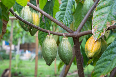 Close-up of fruit on tree