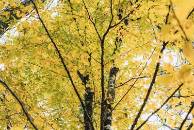 Low angle view of yellow maple leaves on tree