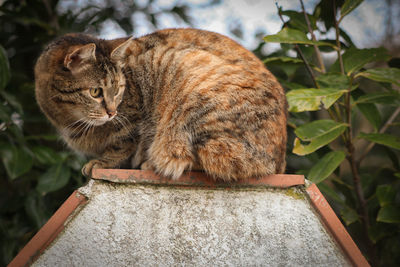 Cat looking away