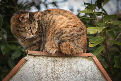 Cat looking away