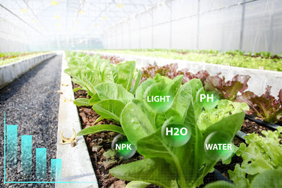 Close-up of plants in greenhouse