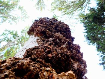 Low angle view of tree trunk against sky