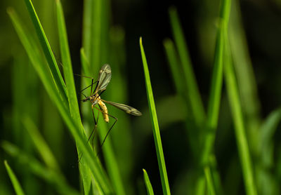 Close-up of insect on grass