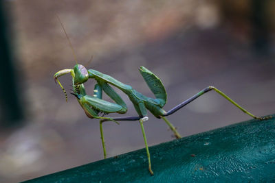 Macro shot of insect on leaf