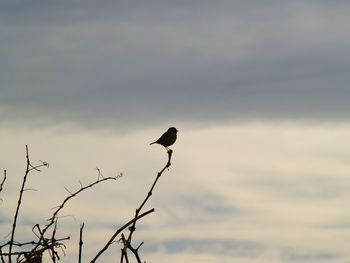 Side view of a bird on stem against the sky