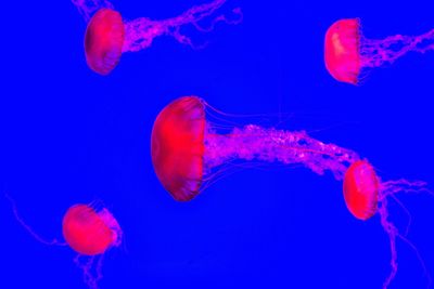 Close-up of jellyfish in sea