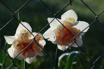 Close-up of flowers blooming on chainlink fence