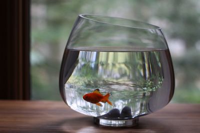 Goldfish in tank on table