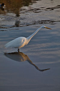 Bird flying over lake