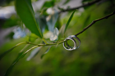 Close-up of wedding rings hanging on twig