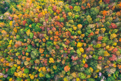 Beautiful aerial view of thick forest in autumn. colorful forest.