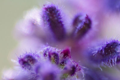 Close-up of purple flowers