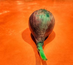 Close-up of orange against white background