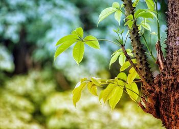 Close-up of fresh green plant