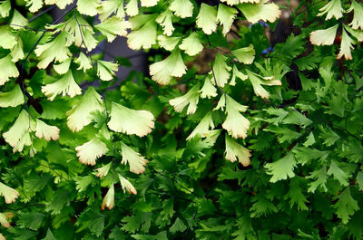 View of plants