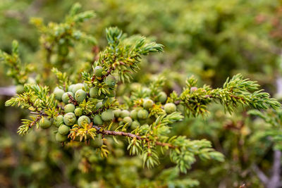 Close-up of fruit growing on tree