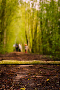 Surface level of trees on field in forest