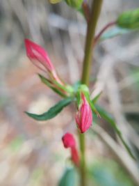 Close-up of pink flowering plant