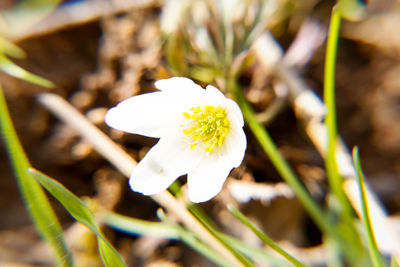 Close-up of white flowering plant