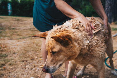 Close-up of dog on field