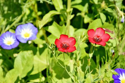 Close-up of flowers blooming outdoors