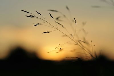 Close-up of silhouette plant against sky during sunset