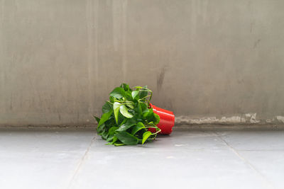 Close-up of vegetables on table against wall