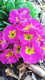 Close-up of pink flowers
