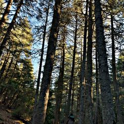 Low angle view of pine trees in forest