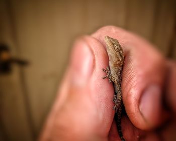 Cropped hand of man holding small lizard