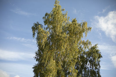 Low angle view of trees against sky