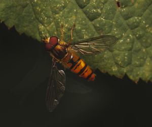 Close-up of butterfly on leaf