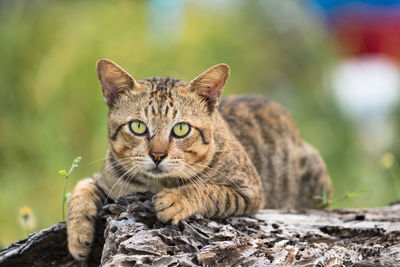 Portrait of cat