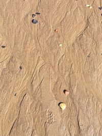 Close-up of bird on sand