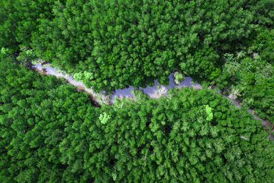 Mangrove green forest in the rainy season aerial top view perspective from drone phang nga thailand