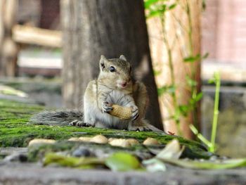 Close-up of squirrel