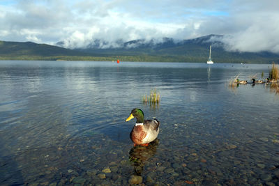 Duck swimming in lake