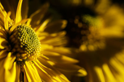 Close-up of yellow flowering plant