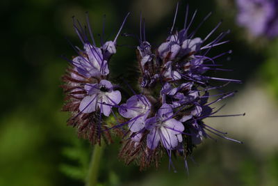 Close-up of purple flowering plant