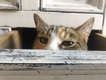 Close-up portrait of a cat