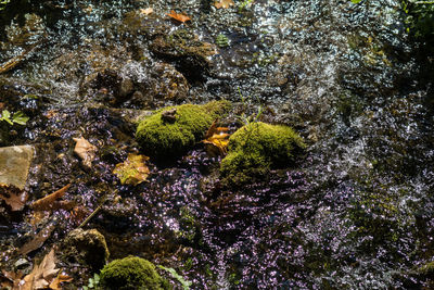 High angle view of coral in sea